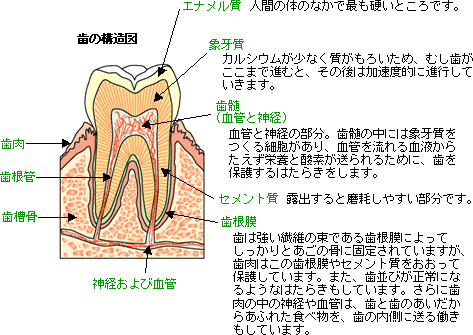歯の形とイメージ