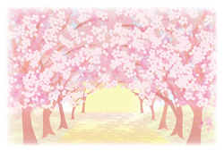 画像：桜