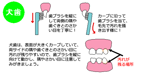 犬歯の仕上げ磨き