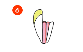 歯の根っこ6