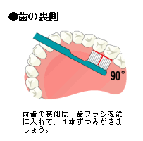 歯の裏側