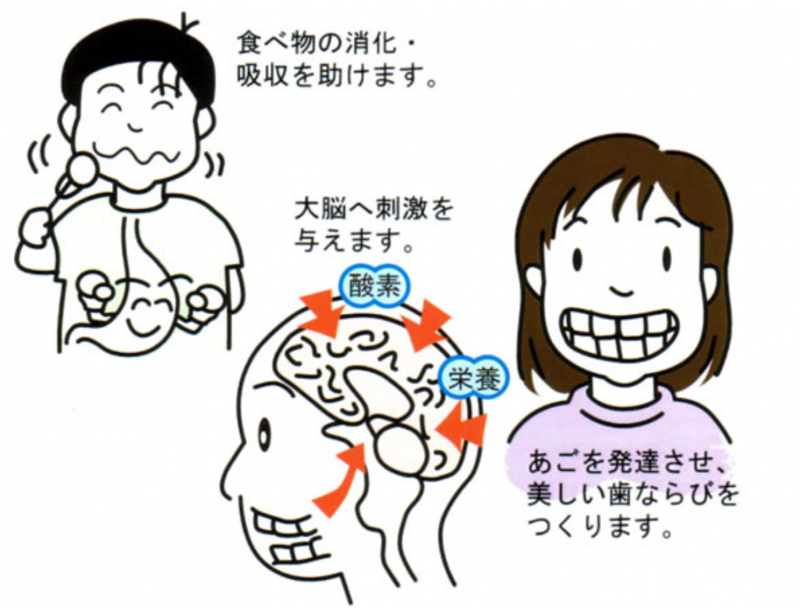 噛むことによる脳や体に対する影響